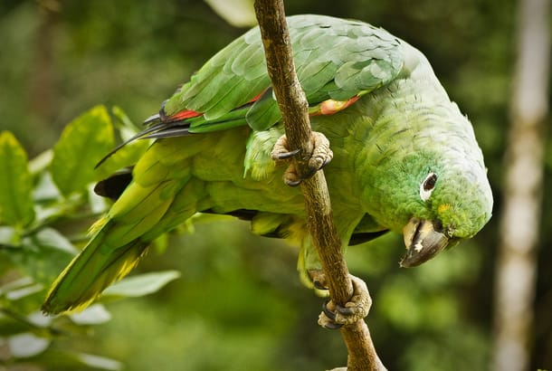 Green parrot in the amazon rainforest, Yasuni National Park, Ecuador