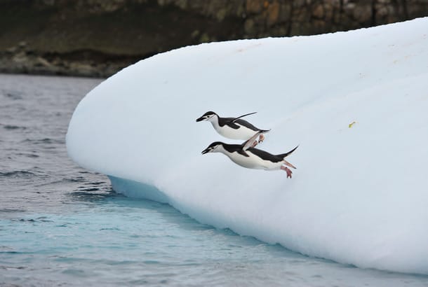 LARGE Chinstrap Penguins - South Shetland Islands - Antarctica - dreamstime_m_70519227 - Copy