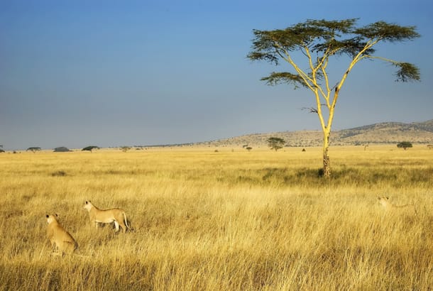 Lion in Serengeti Tanzania - Top Travel Tips - On The Go Tours