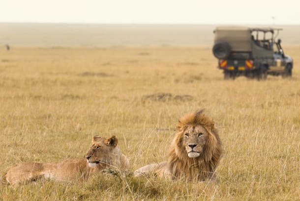 Lions-on-safari-Africa