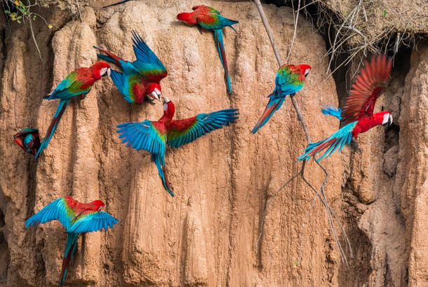 Macaws at a claylick in the Peruvian Amazon jungle at Madre de Dios