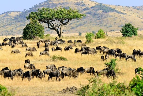 Masai Mara landscape with animals - Kenya safaris - On The Go Tours