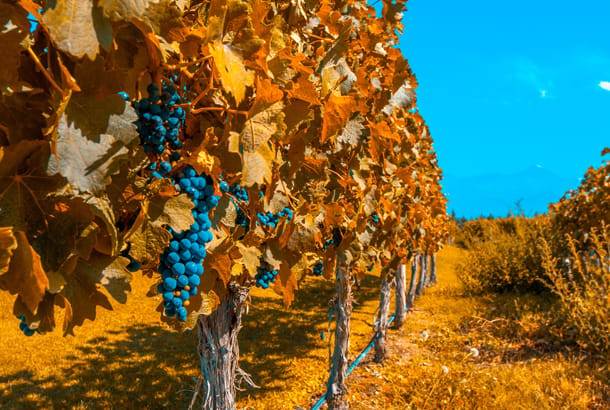 Mendoza vineyards - Argentina tours - On The Go Tours