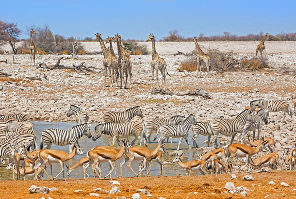 Okaukuejo Etosha- Africa Overland Safaris - Africa Lodge Safaris - Africa Tours - On The Go Tours