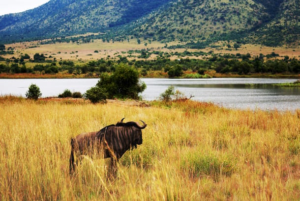 Pilanesberg National Park in the Northwest Province of South Africa