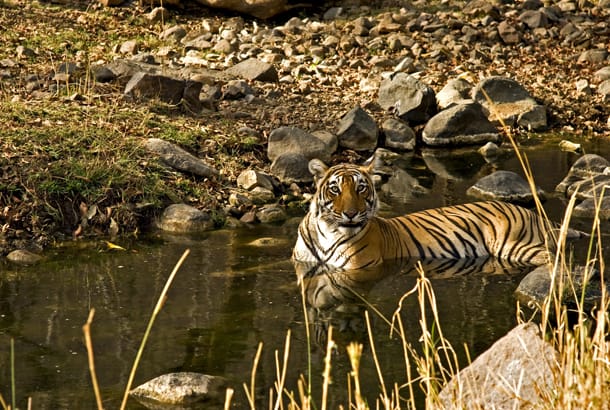 Ranthambore National Park - Tiger in a waterhole