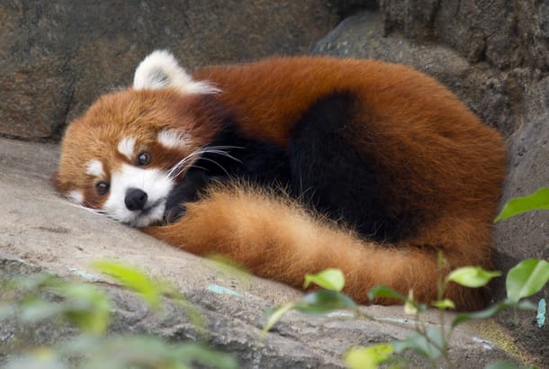 Red Panda - On the Go Tours