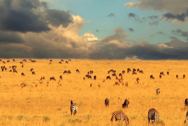 Serengeti Moody Sky - Africa Overland Safaris - Africa Lodge Safaris - Africa Tours - On The Go Tour