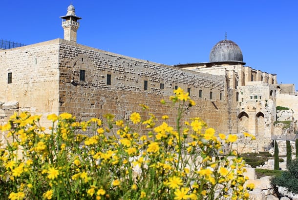 Spring flowers in Jerusalem - Israel - On The Go Tours