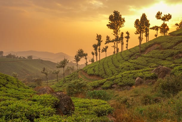 Tea plantations in the south - India - On The Go Tours