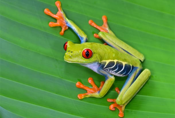 Tree frog in Costa Rica - Wildlife Guide - On The Go Tours