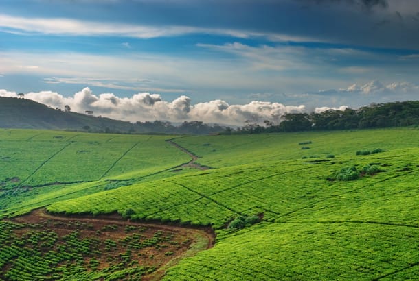 Uganda tea plantation - Top Travel Tips