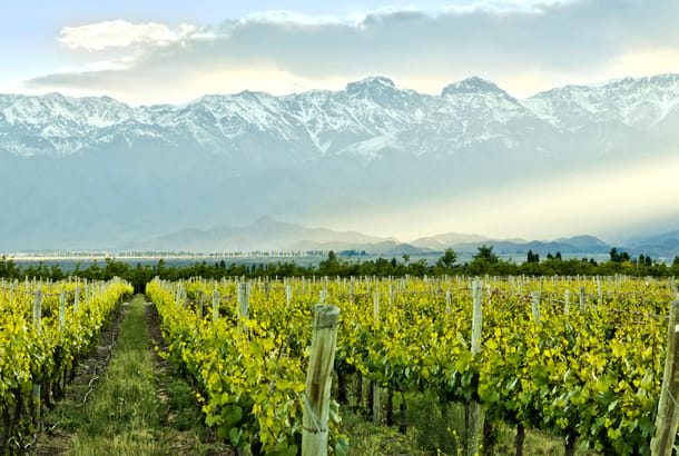 Vineyard in Mendona Argentina - South America Tours - On The Go Tours