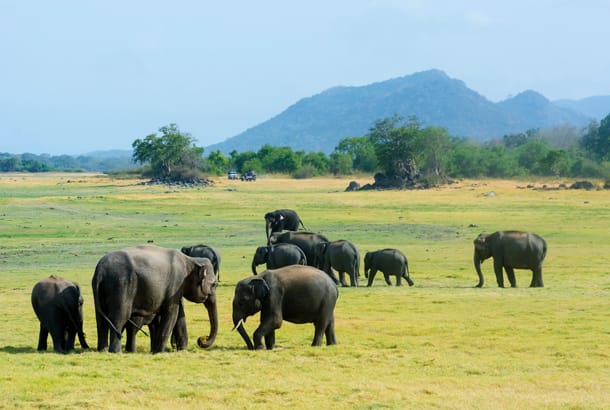 Wild elephants at Minneriya National Park