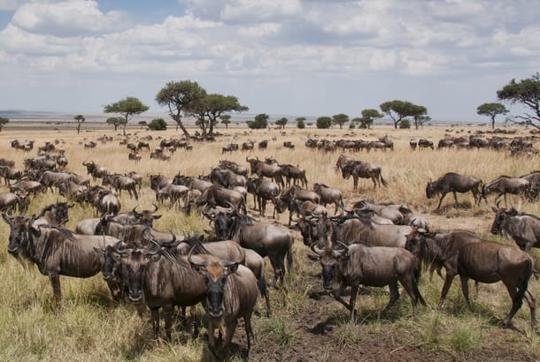 Wildebeest on plains of Africa - On The Go Tours
