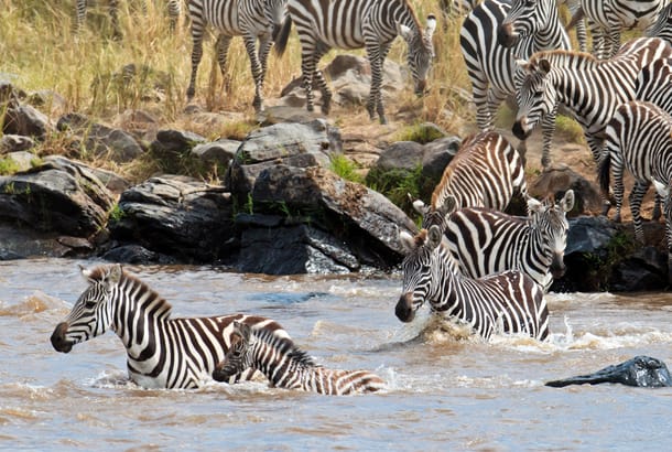Zebra Crossing - Africa Overland Safaris - Africa Lodge Safaris - Africa Tours - On The Go Tours