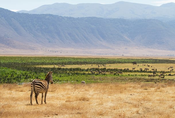 Zebra at Ngorongoro Crater - tanzania