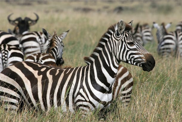 Zebras in Serengeti national park in Tanzania