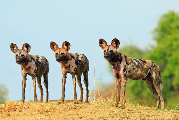 wild dogs in south luangwa national park - zambia