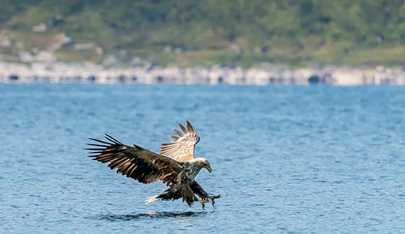 Sea Eagle
