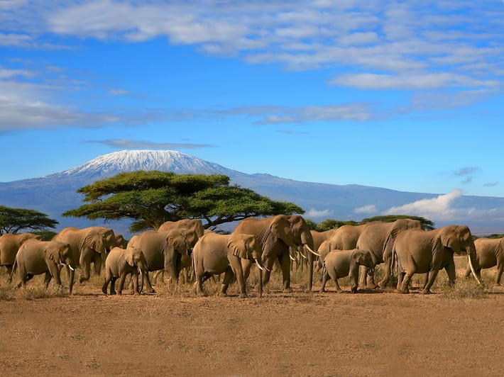 A herd of elephants in Amboseli NP