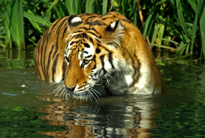 Bengal tiger in the wild - India - On The Go Tours