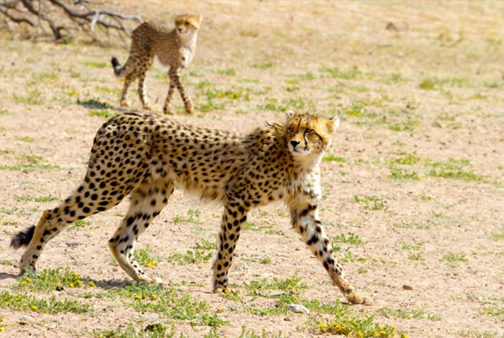 Botswana - Kgalagadi Transfrontier Park