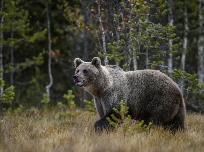 Brown bear in Estonia