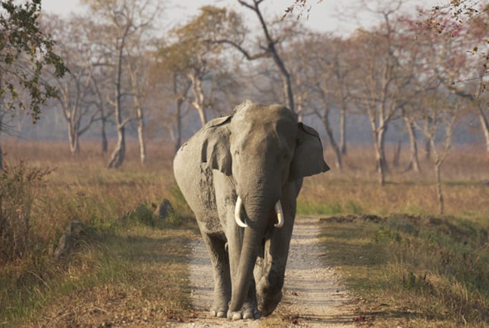 Bull elephant in Kaziranga NP - India - On The Go Tours
