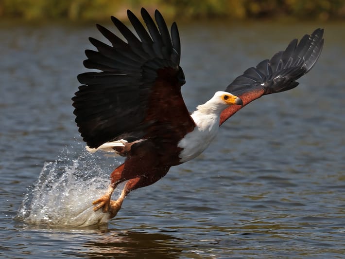 Fish eagle - Kwandwe