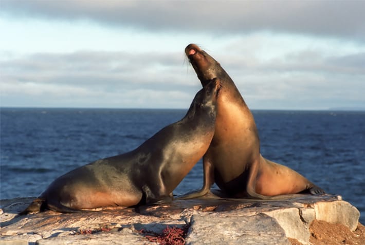 Fur seals - Galapagos Wildlife Calendar - On The Go Tours