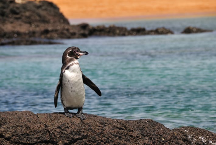 Galapagos Penguin - Galapagos Wildlife Calendar - On The Go Tours