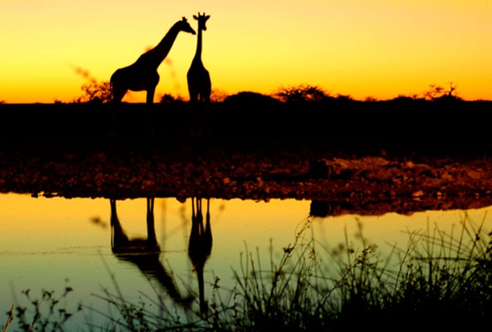 GiraffeSunset