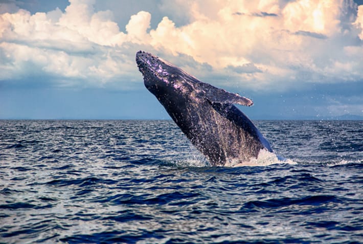 Humpback whale in Costa Rica - Wildlife Guide - On The Go Tours