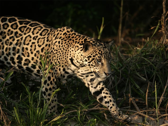 Jaguar - Pantanal - Brazil
