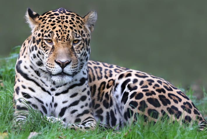 Jaguar in Costa Rica - Wildlife Guide - On The Go Tours