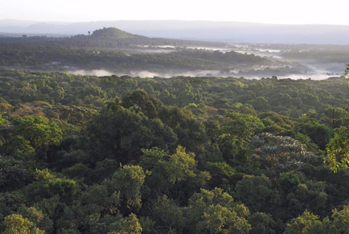 Kakamega Forest Reserve - Kenya - On The Go Tours