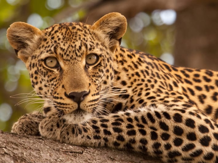 Leopard - Africa Overland Safaris - Africa Lodge Safaris - Africa Tours - On The Go Tours