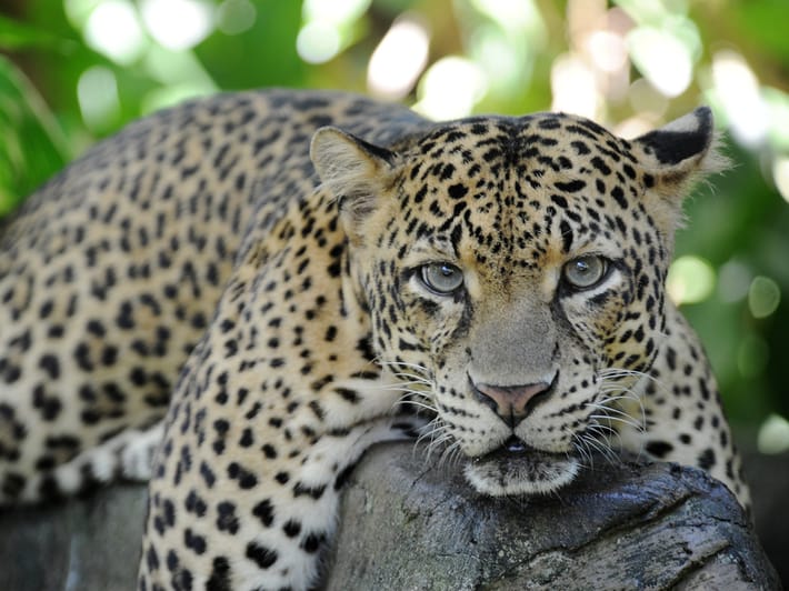 Leopard in Yala National Park - Sri Lanka Tours - On The Go Tours