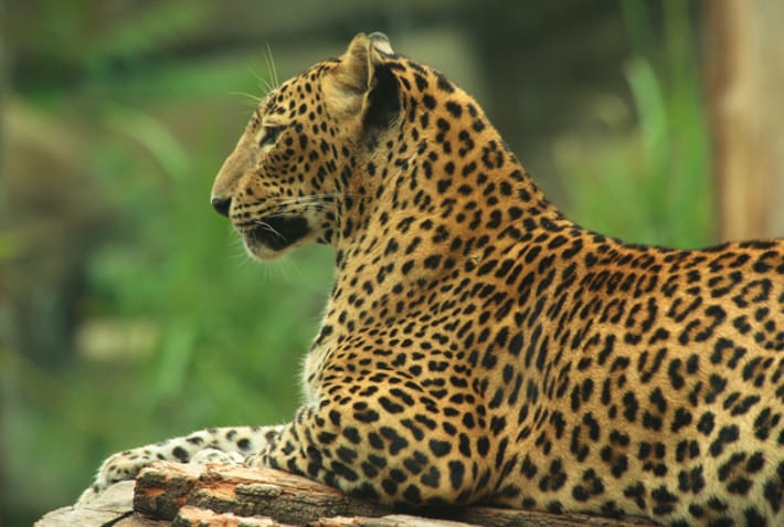 Leopard in the wild - Sri Lanka - On The Go Tours