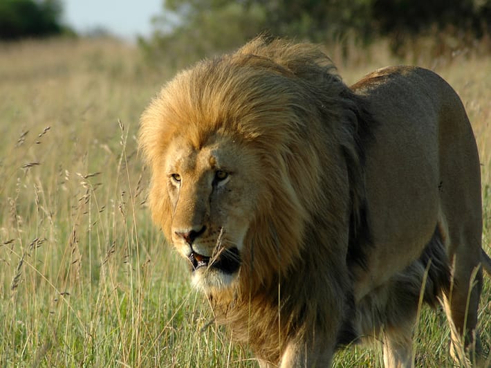Lion in Shamwari Game Reserve, South Africa