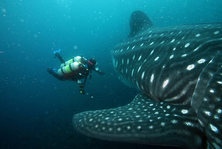 North Seymour - diving with sharks - Galapagos best places to visit - On The Go Tours