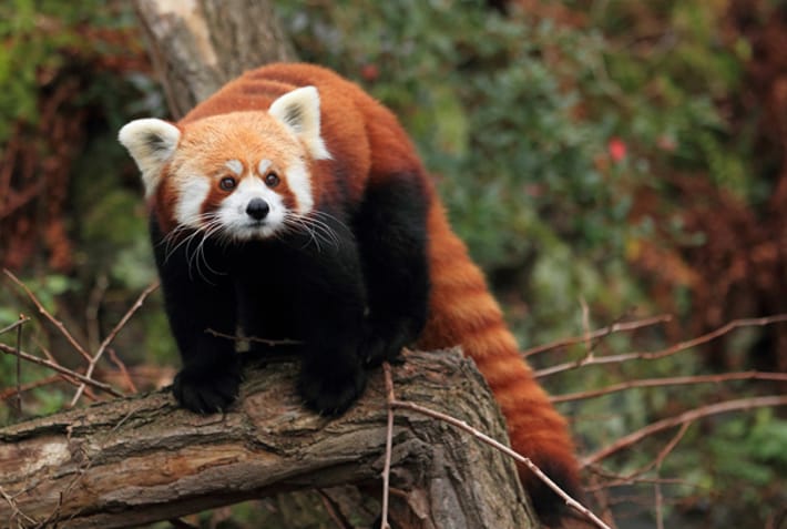 Red panda in the wild - Bhutan - On The Go Tours