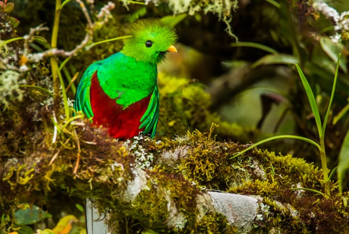 Resplendent Quetzal in Costa Rica - Wildlife Guide - On The Go Tours