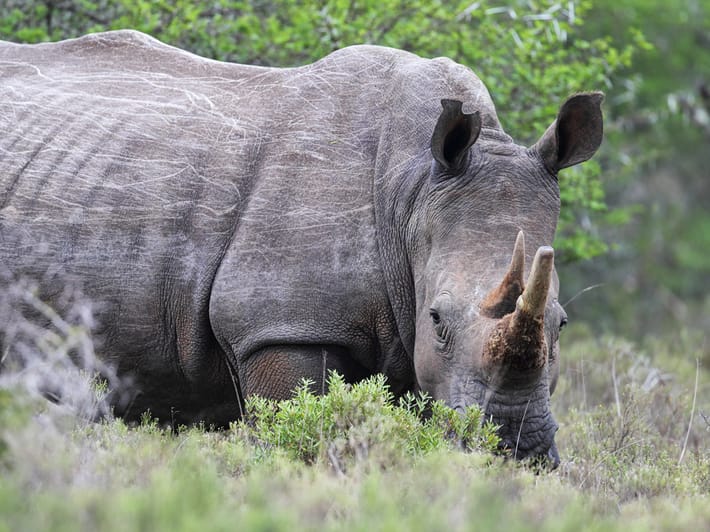 Rhino in the Amakhala Game Reserve, Eastern Cape, South Africa