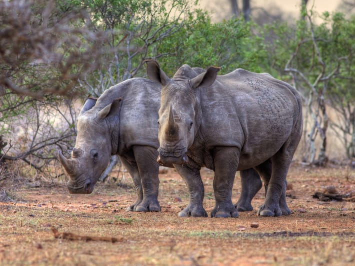 Rhinos - Africa Overland Safaris - Africa Lodge Safaris - Africa Tours - On The Go Tours