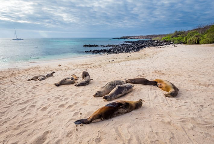San Cristobal - sea lions on beach - Galapagos best places to visit - On The Go Tours