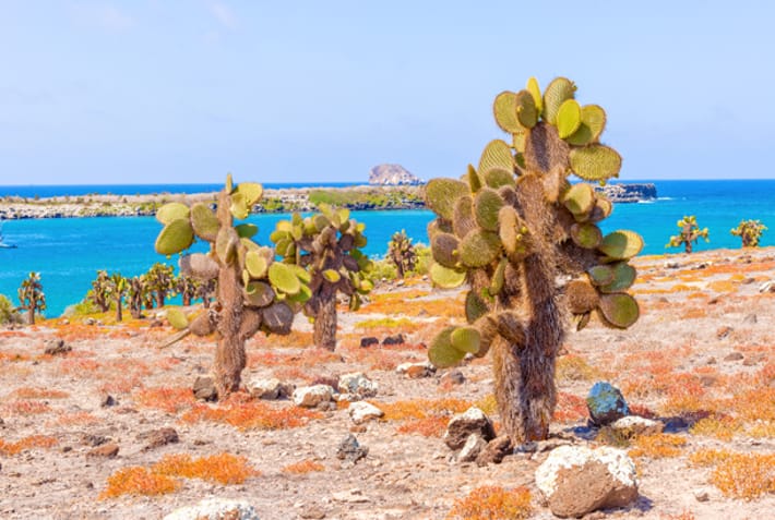 Santa Fe - cacti - Galapagos best places to visit - On The Go Tours
