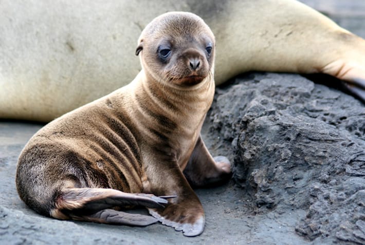 Sea lion pup - Galapagos Wildlife Calendar - On The Go Tours