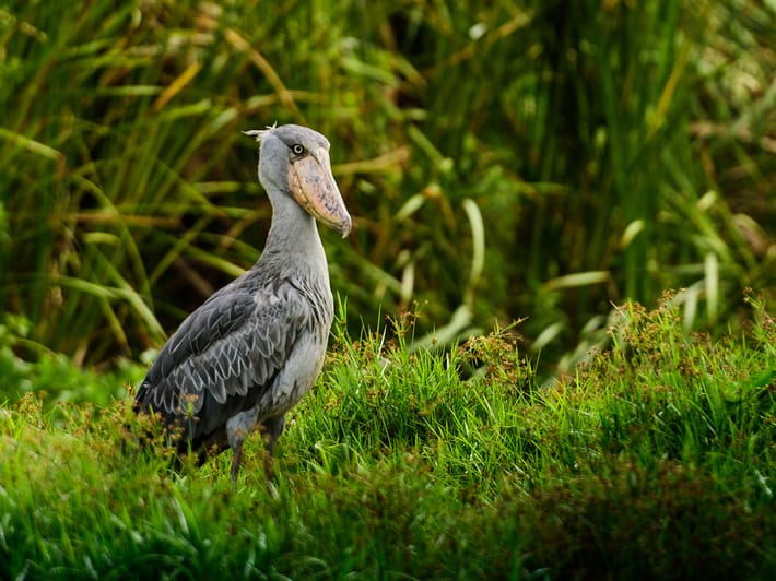 Shoebill stork - Zambia